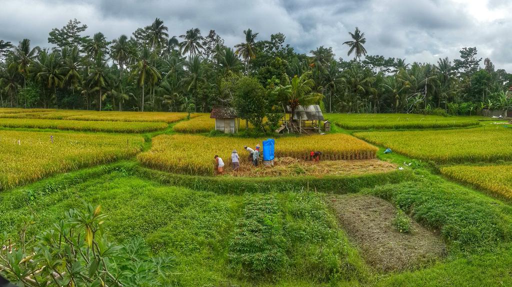 Wayan Garden Hotel Ubud Exterior foto
